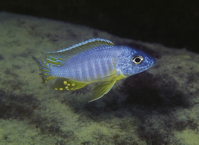 Aulonocara korneliae 'Chizumulu Island'